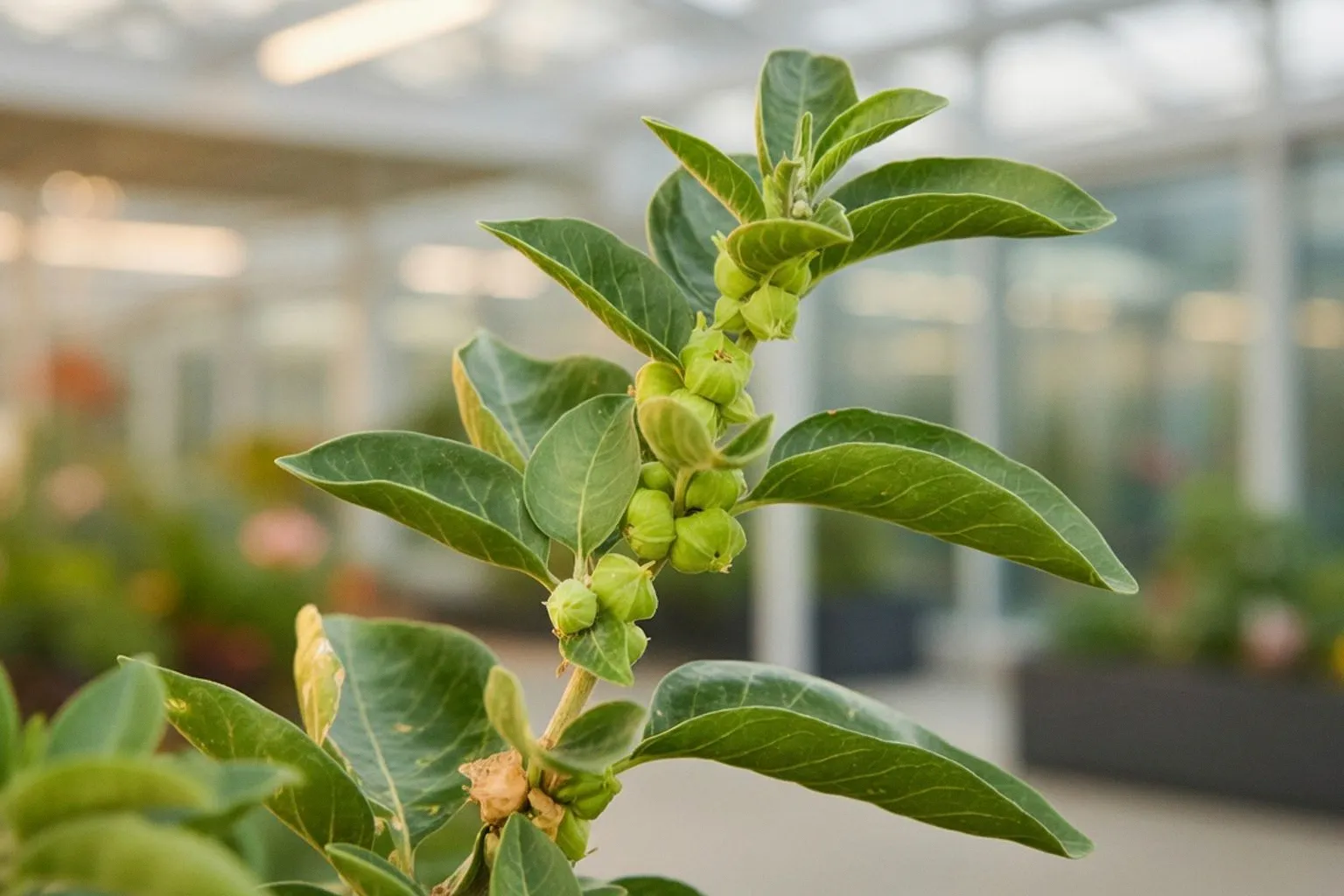 Klinische Sicherheitsstudie bestätigt Verträglichkeit von Ashwagandha-Extrakt