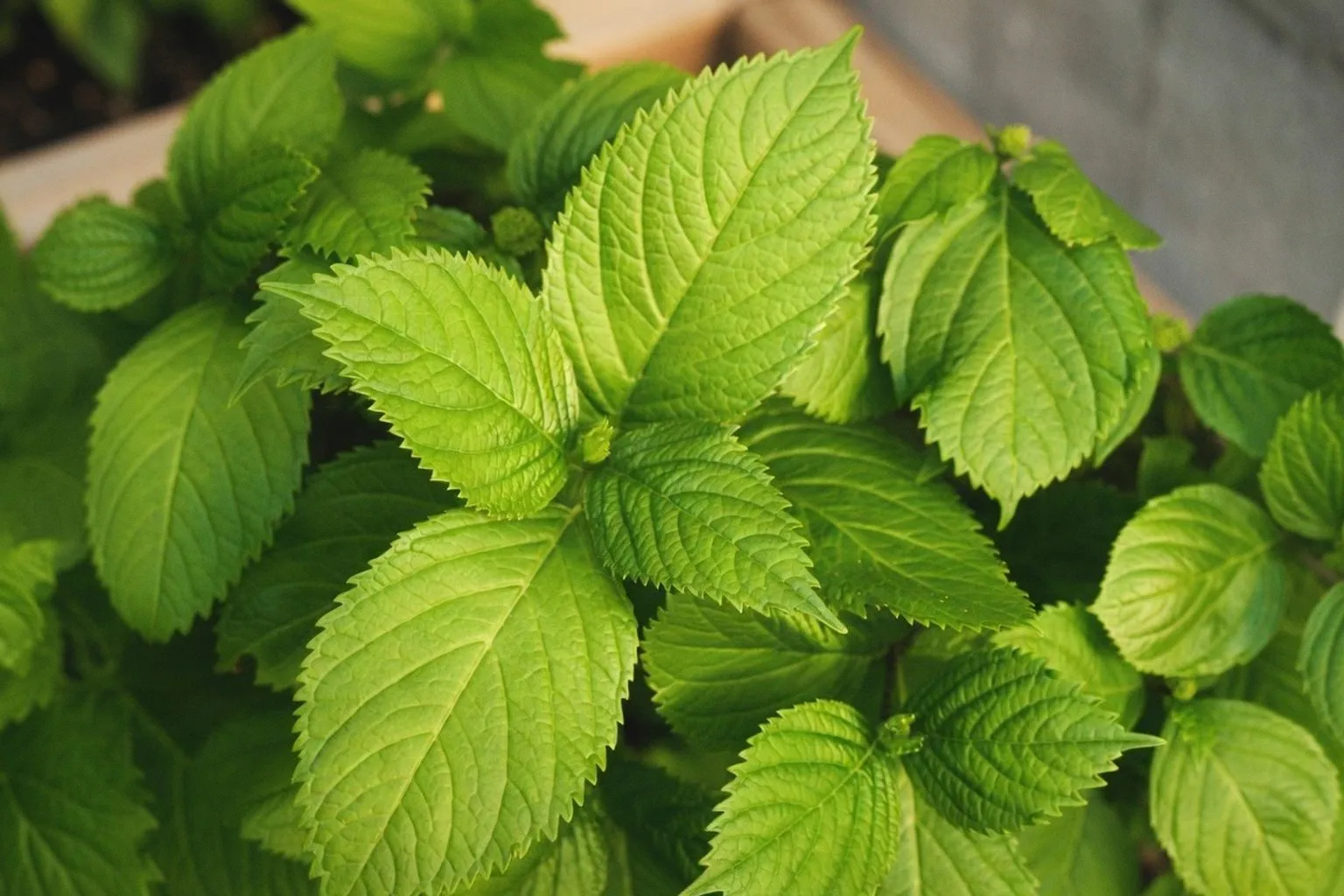 Perilla frutescens: Was die Heilpflanze bei Allergien und Entzündungen wirklich leistet
