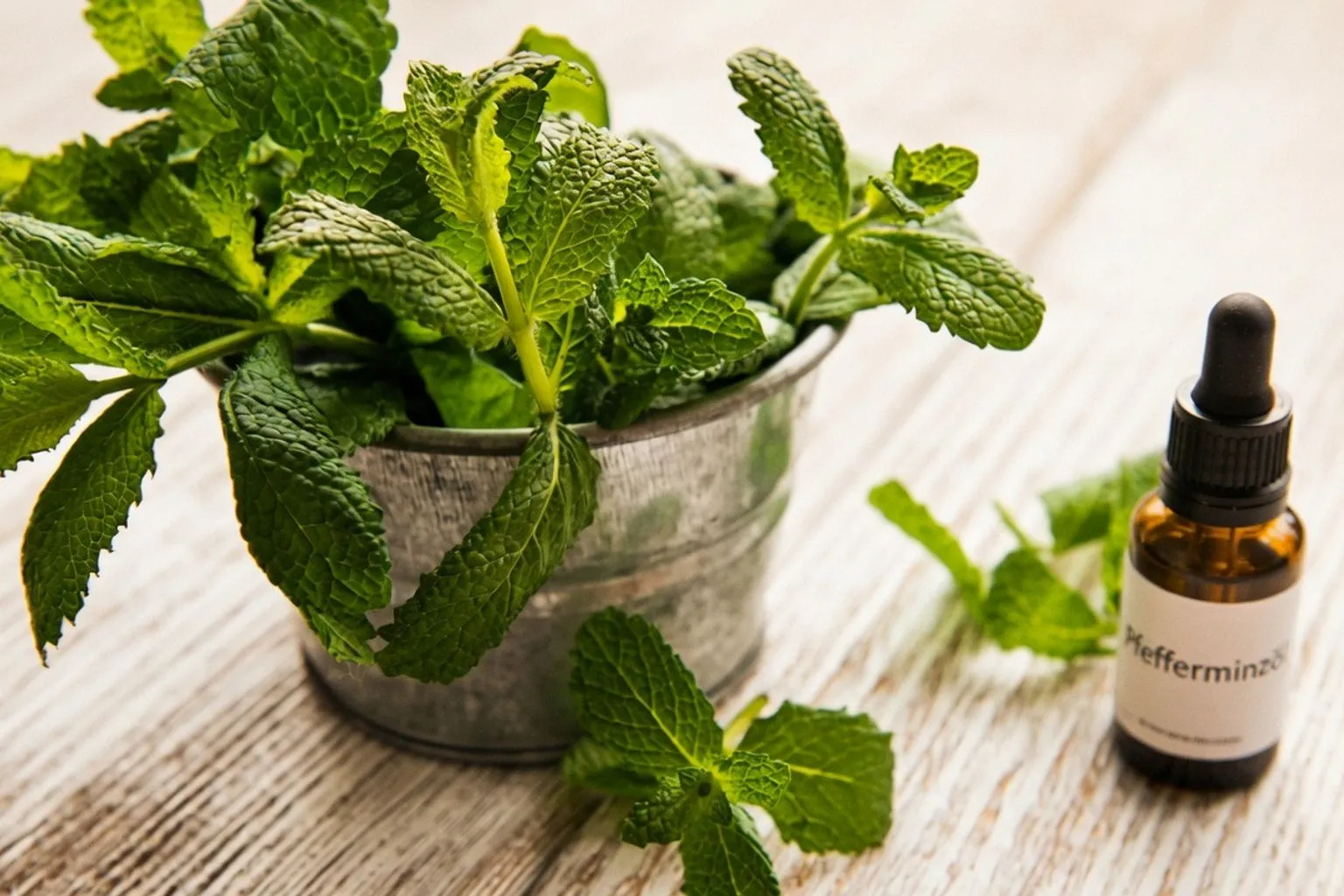 Pfefferminzöl bei Spannungskopfschmerz: Wie Menthol die Schmerzrezeptoren beeinflusst